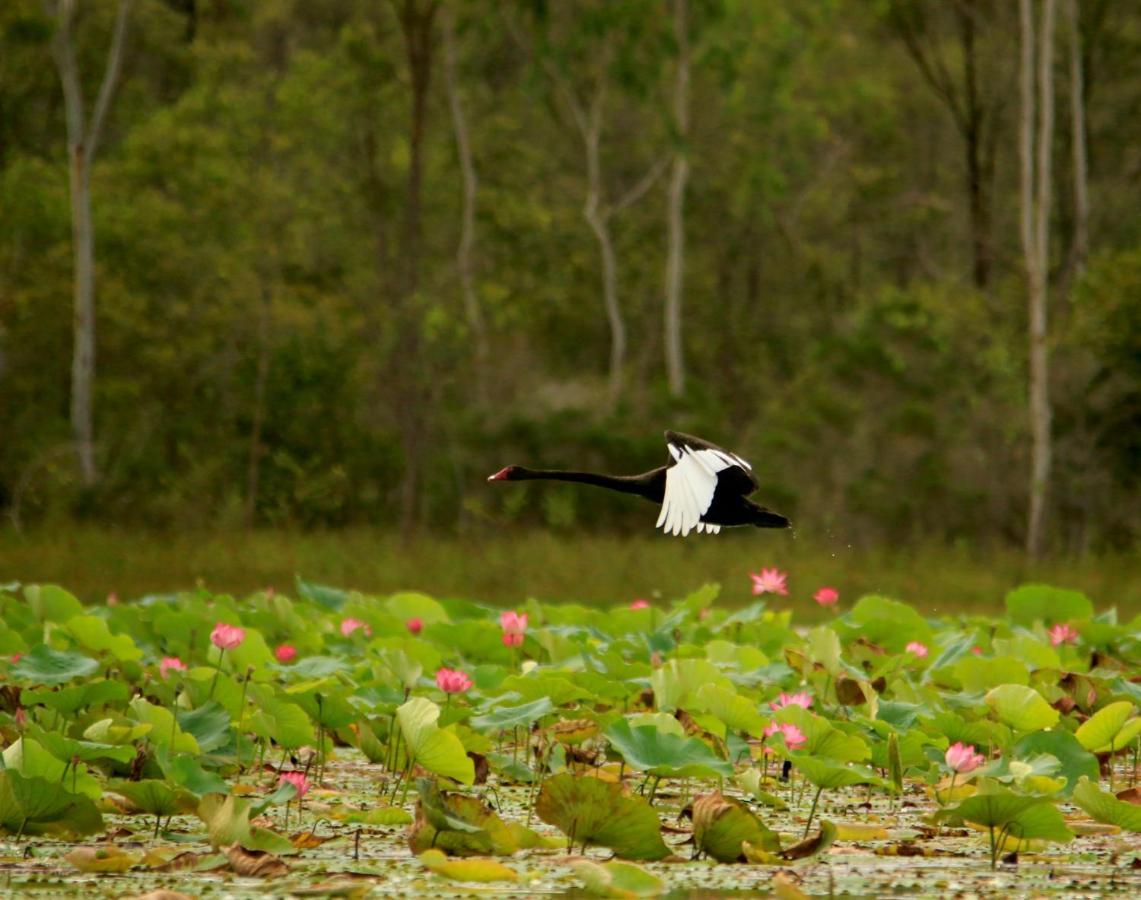 Wild Nature Lodge, Mareeba Wetlands Biboohra Exterior photo